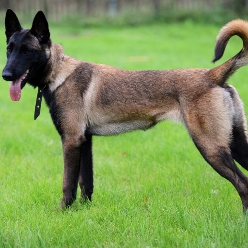 Belçika Kurdu ve Malinois Farkı: Uzman Karşılaştırma [2026] - Kapak Görseli